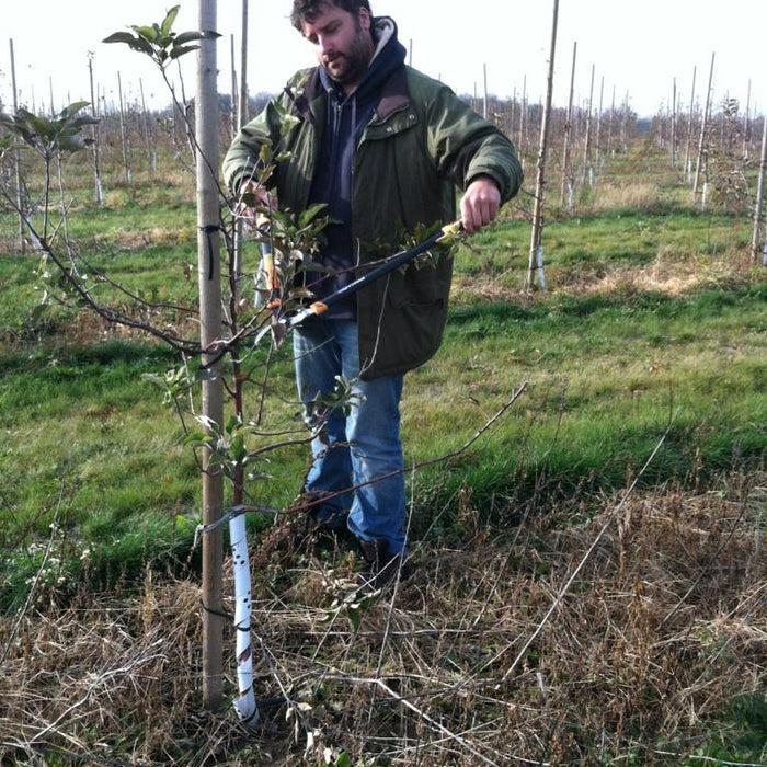 Orchard Pruning Season Is Here