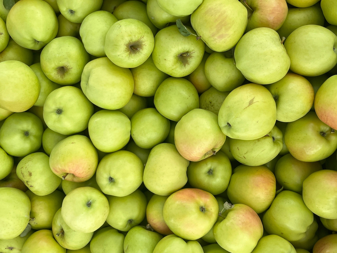 Apple Trees