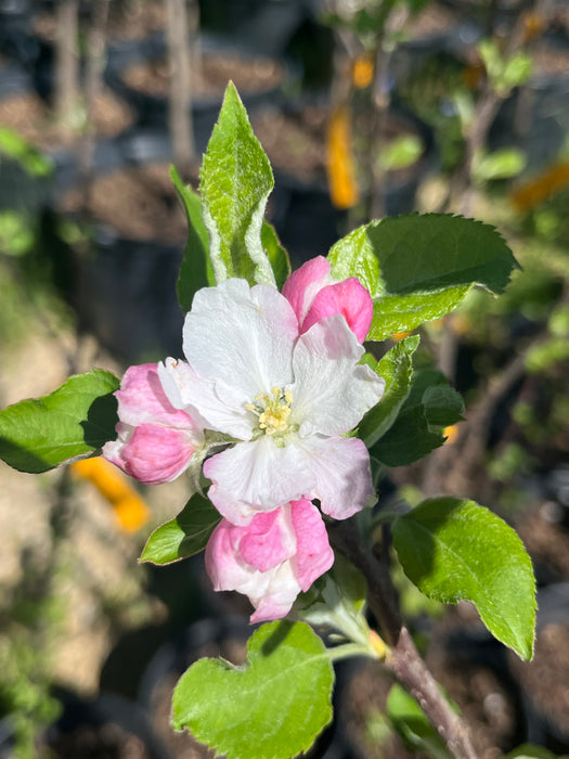Yellow Newton Apple Tree