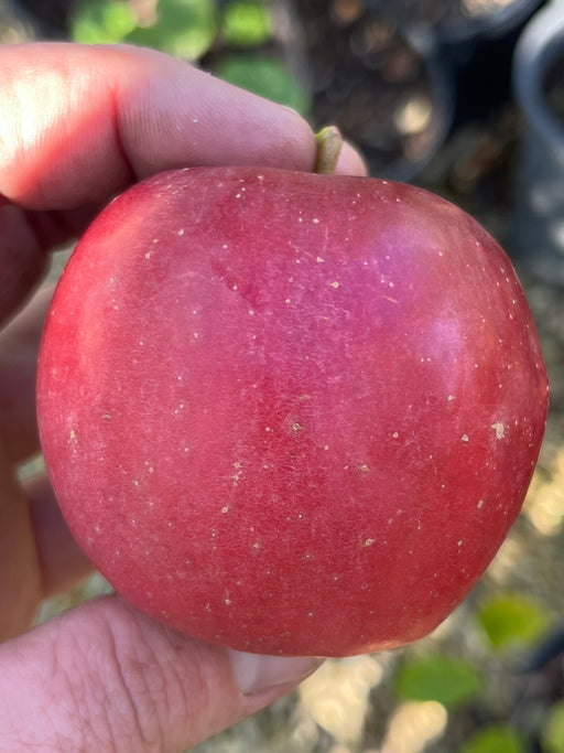 Ripe Enterprise Apple from Tree