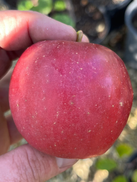 Ripe Enterprise Apple from Tree
