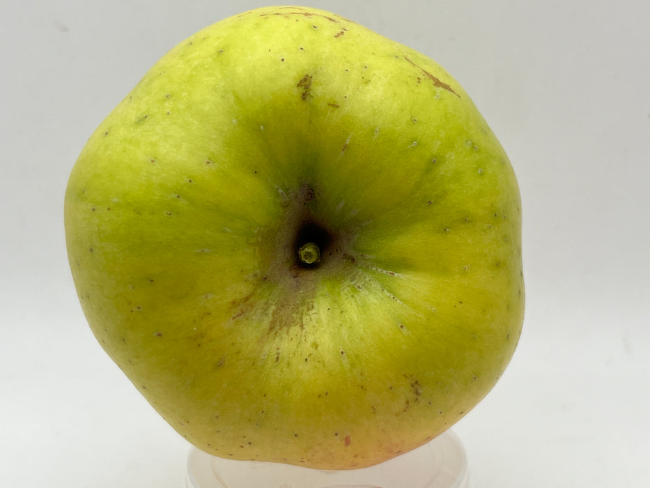 stem view of a green apple with 5 lobes. owned by Harrison HEILMAN