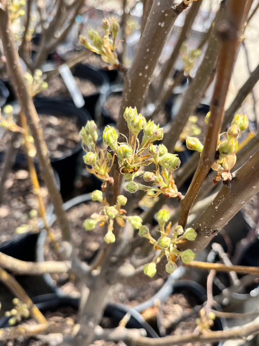 Kieffer Pear Trees