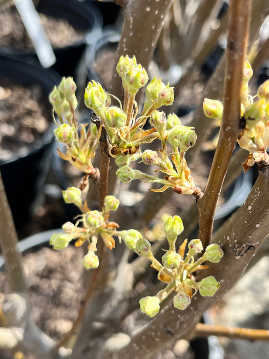 Kieffer Pear Trees