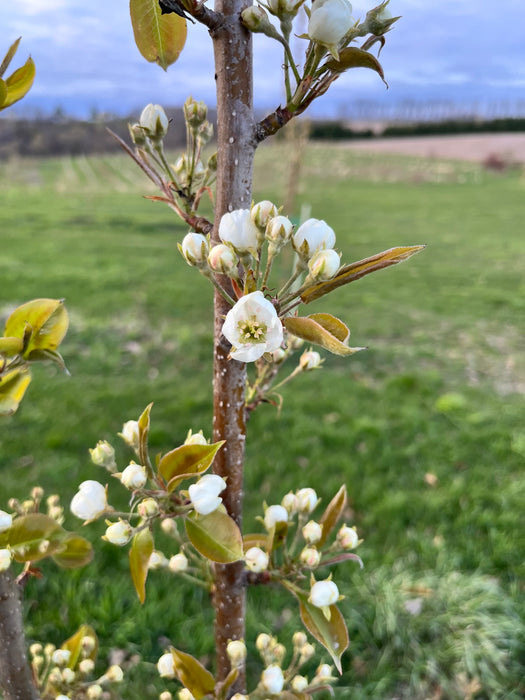 Kieffer Pear Trees