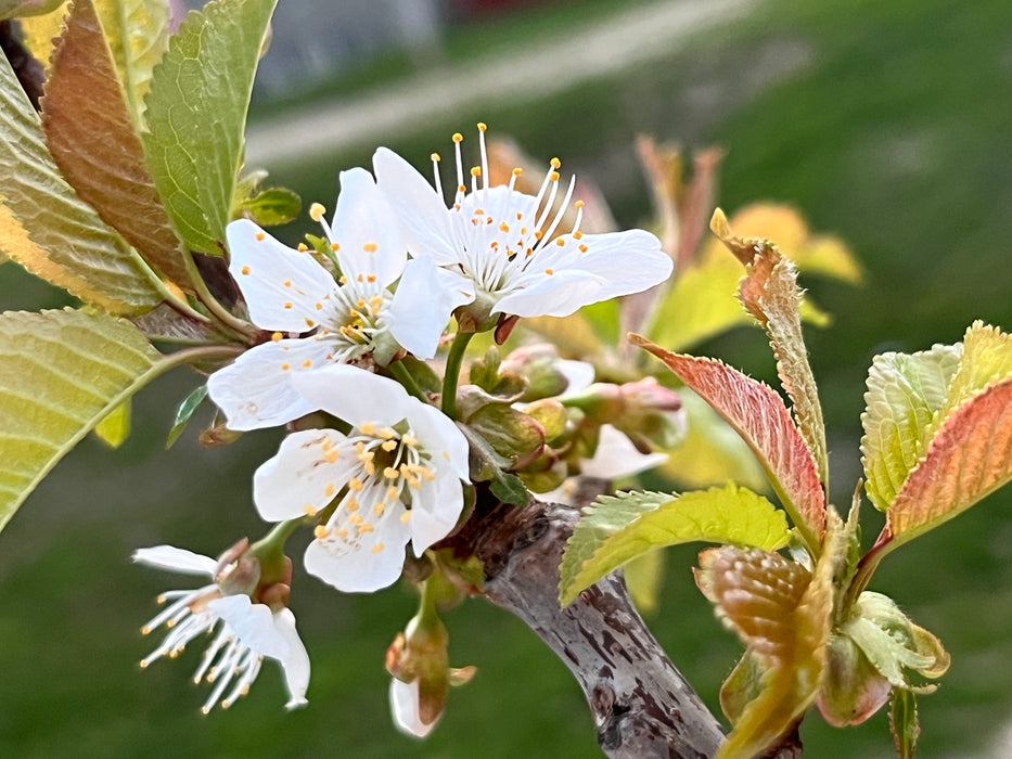 Compact Stella Cherry Tree