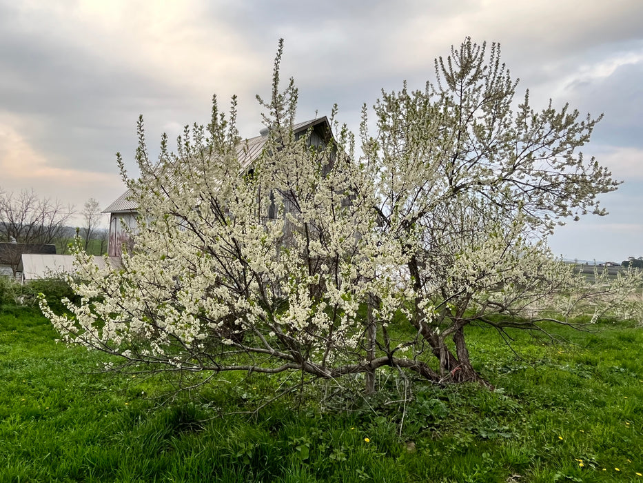Hosui Asian Pear Tree