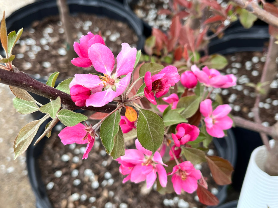 Hopa Flowering Crabapple Tree