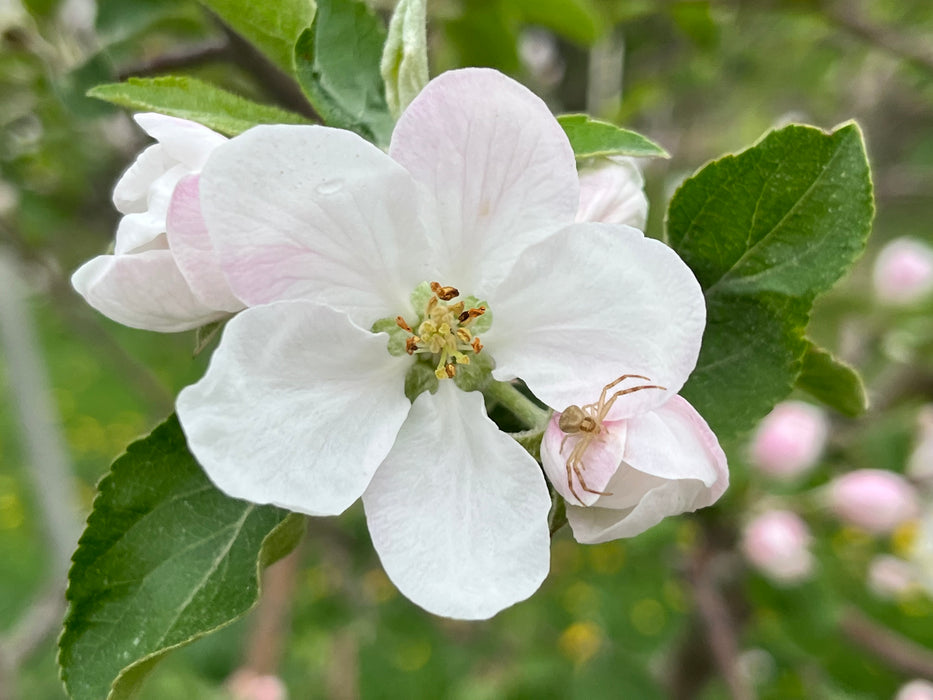 Honeycrisp Apple