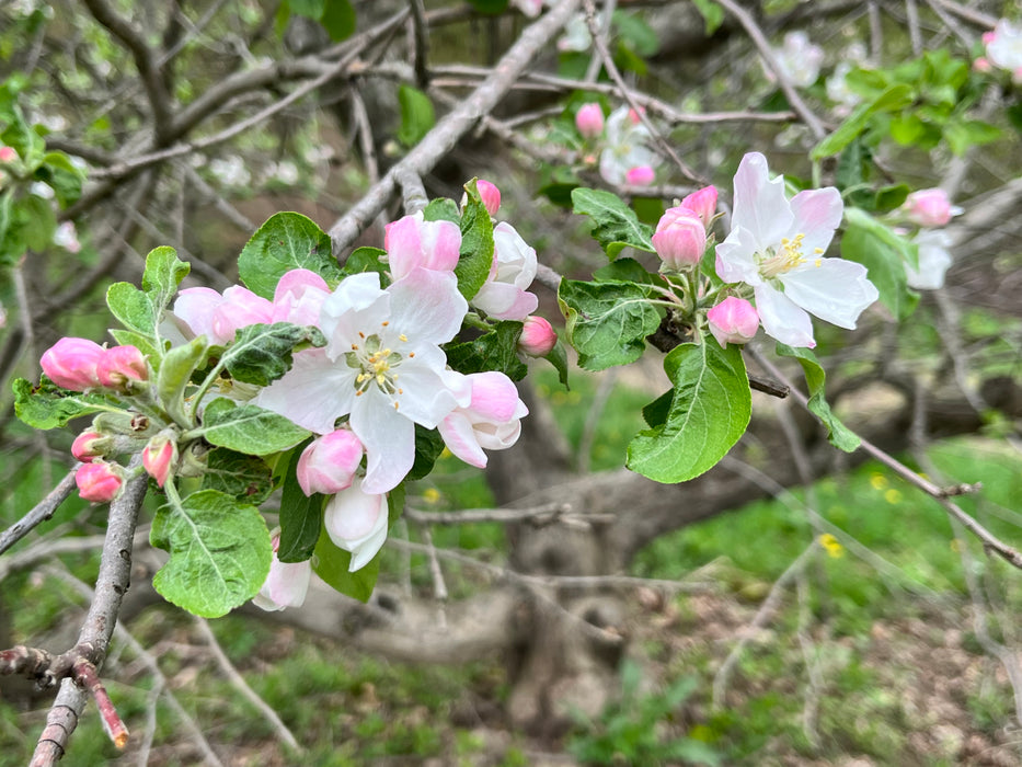 Redfree Apple Tree