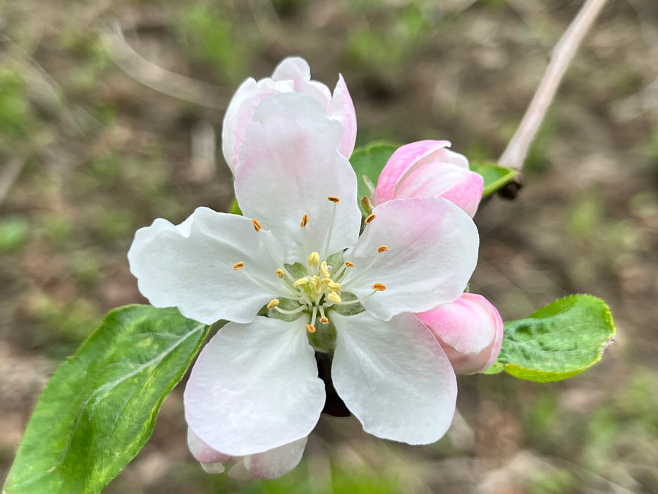 Redfree Apple Tree