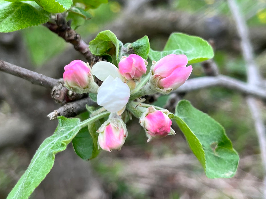 Redfree Apple Tree