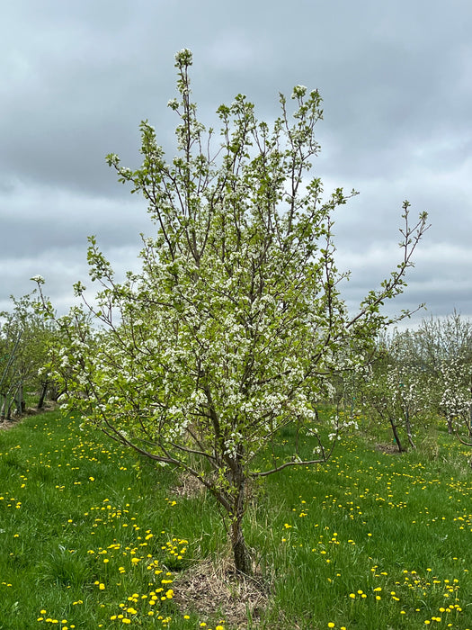 Bartlett Pear