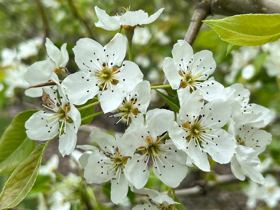 Bartlett Pear Tree
