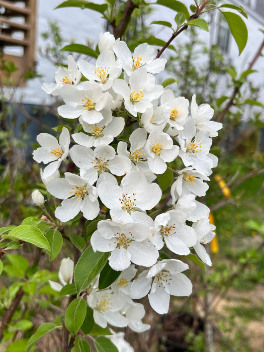 Manchurian Crabapple Trees