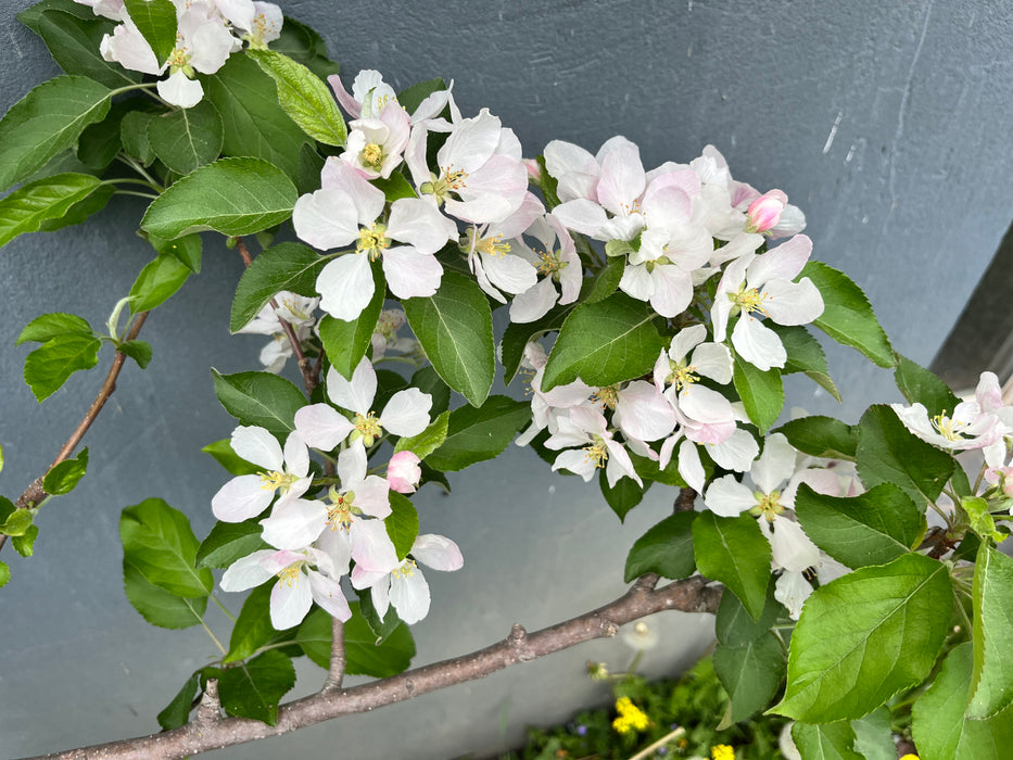 Gala Apple Tree