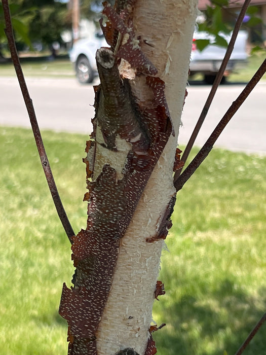Paper Birch Trees