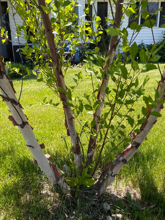 Paper Birch Trees