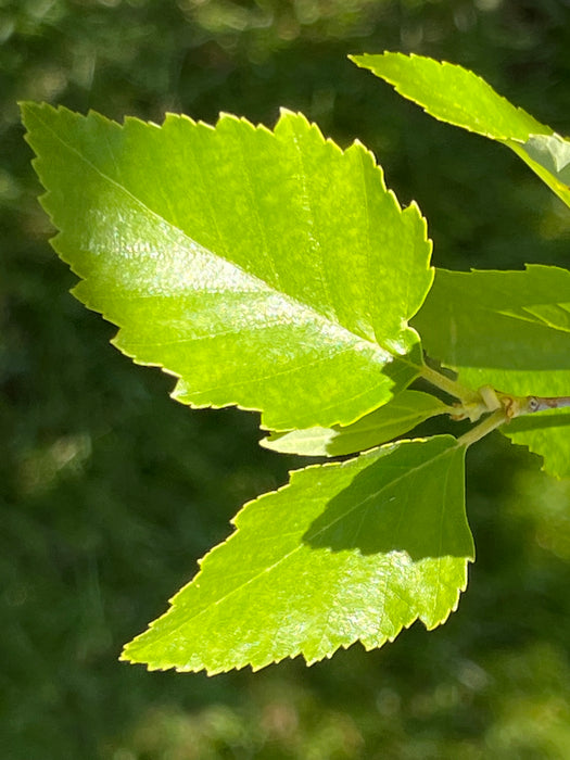 Paper Birch Trees