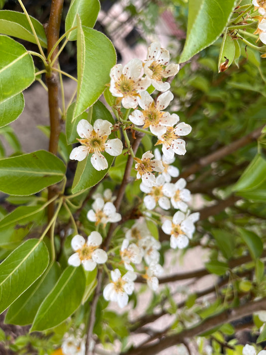 Moonglow Pear Trees
