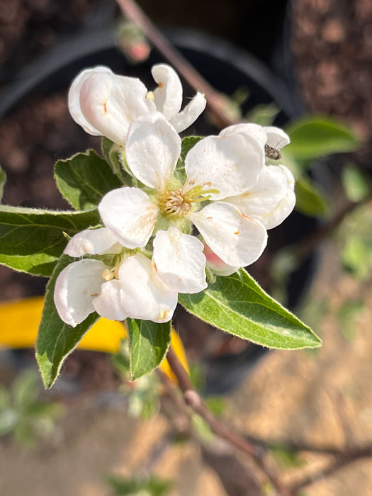 Prima Apple Tree