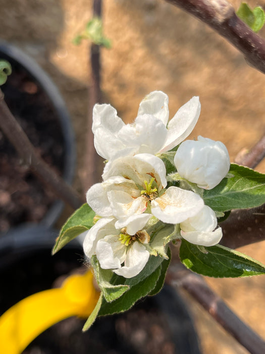 Norland Apple Trees