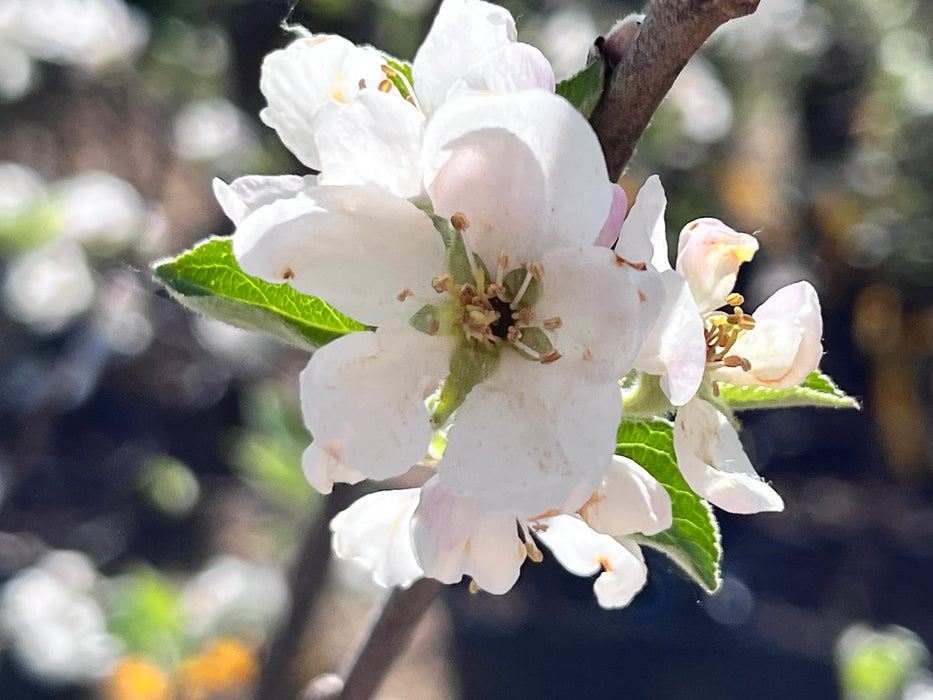 Prima Apple Tree