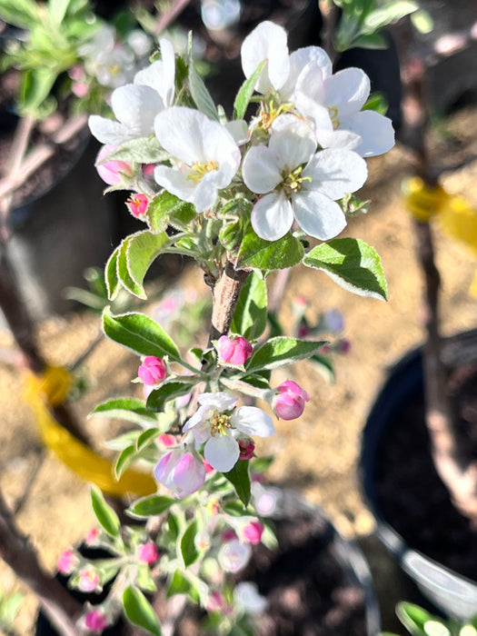 Haralson Apple Trees