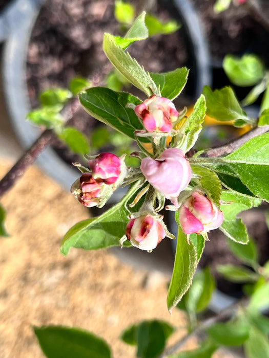 Mutsu Apple Trees