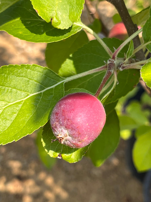 Enterprise Apple