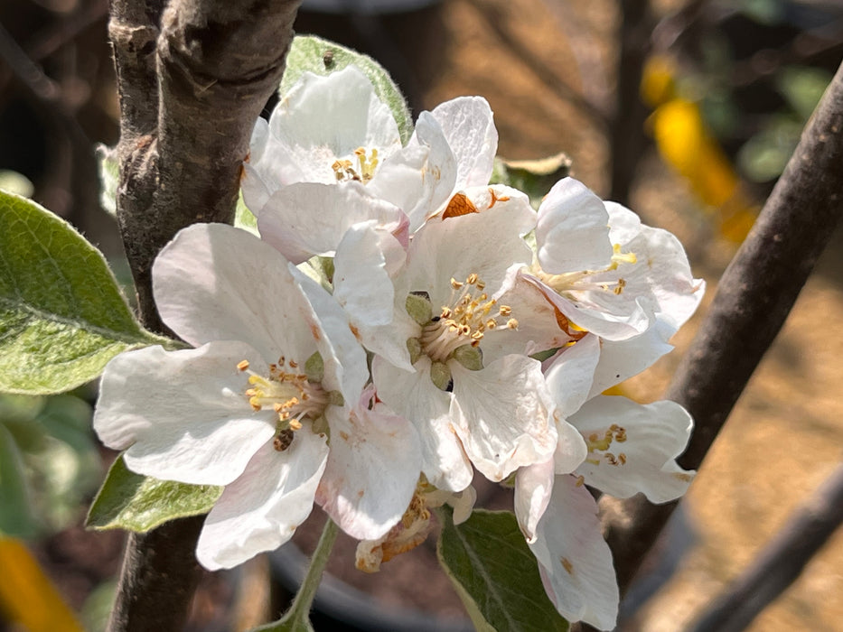 Northern Spy Apple Trees