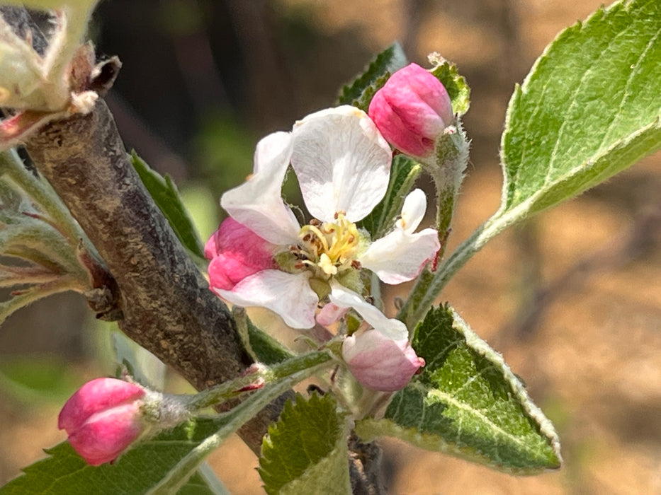 Red Rome Apple Tree