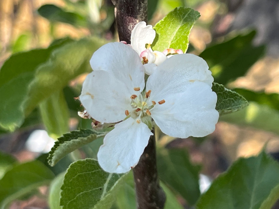 Red Rome Apple Tree