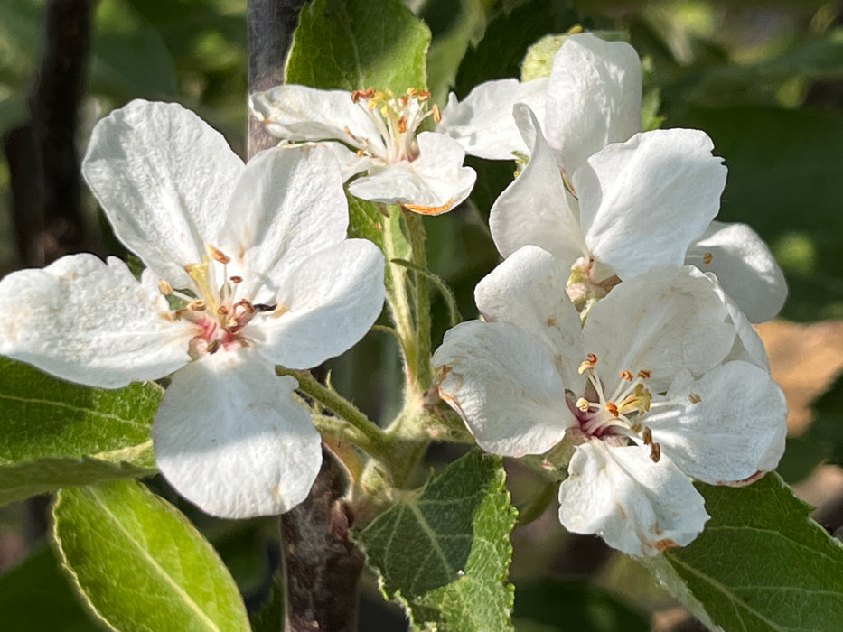 Red Rome Apple Tree