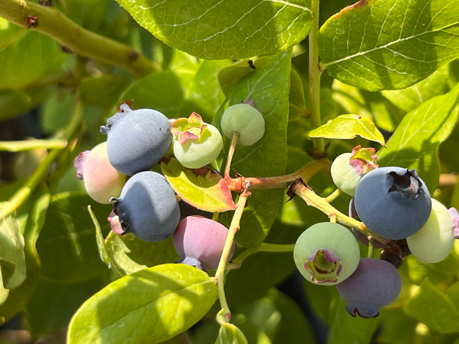 Northland Blueberry Bushes