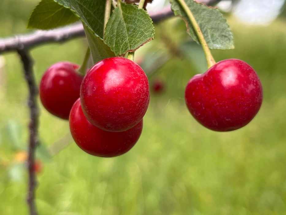 Montmorency Cherry Tree