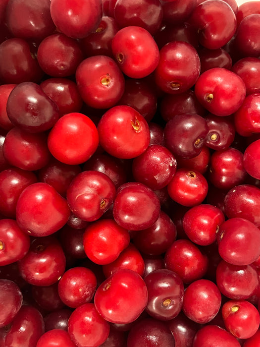 Balaton Cherry Tree