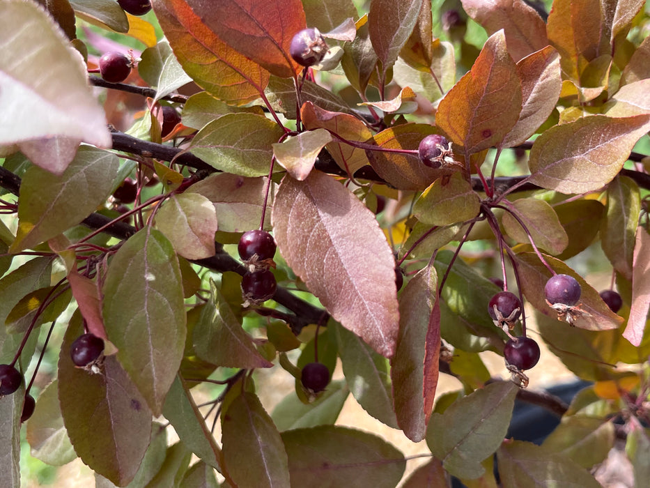 Profusion Flowering Crabapple Tree