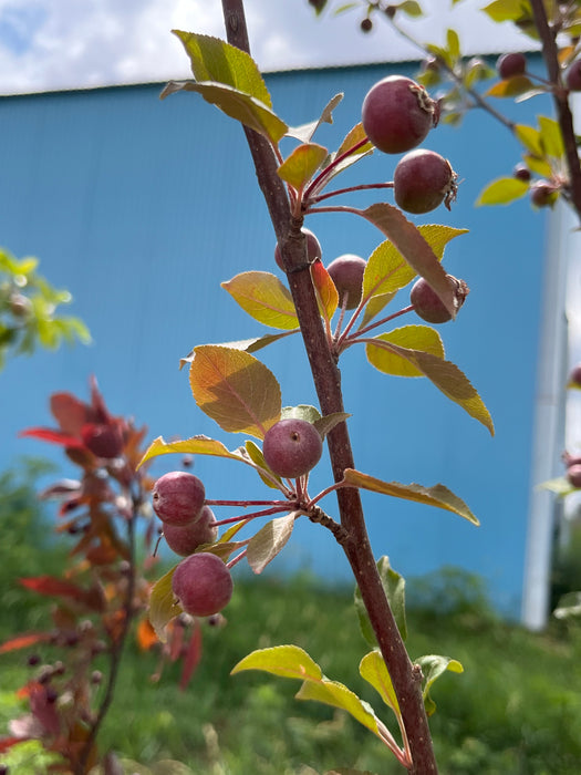 Hopa Flowering Crabapple Tree