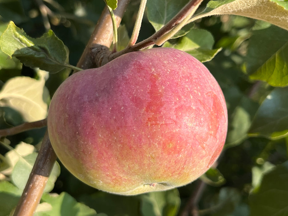Wolf River Apple Tree