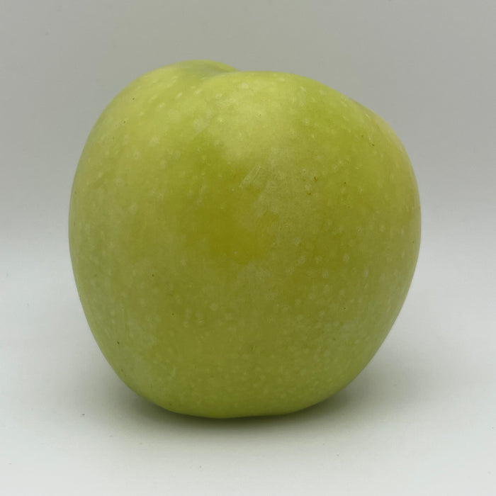 Harvey Earligold Apple Tree