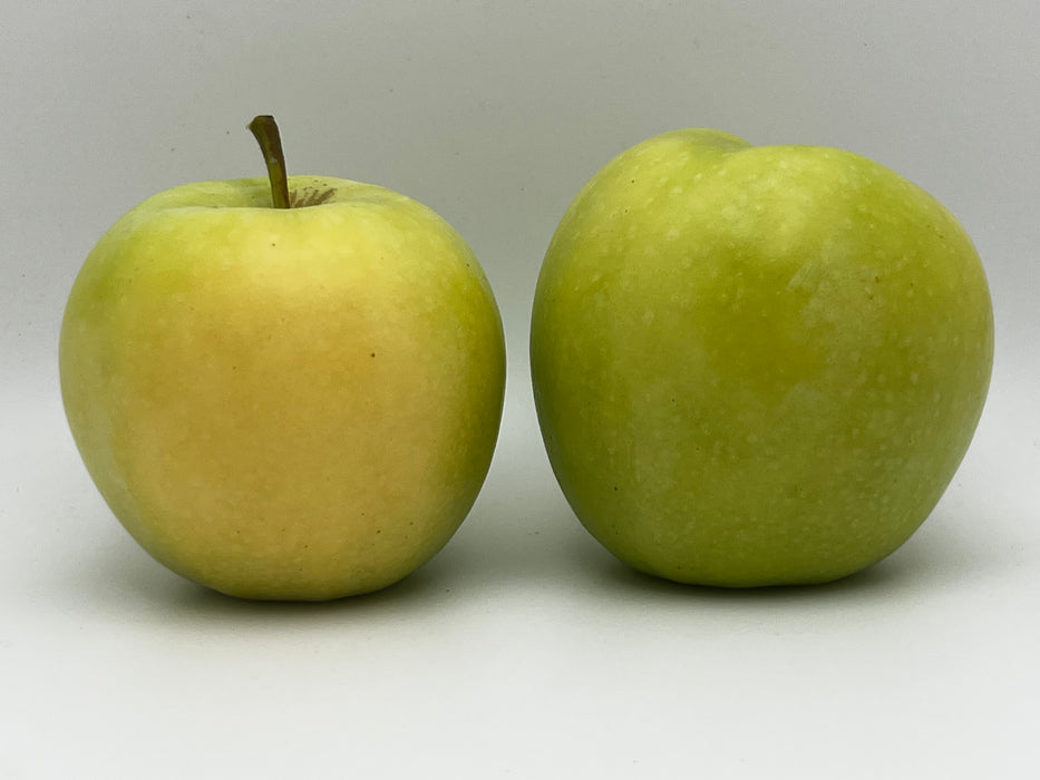 Harvey Earligold Apple Tree
