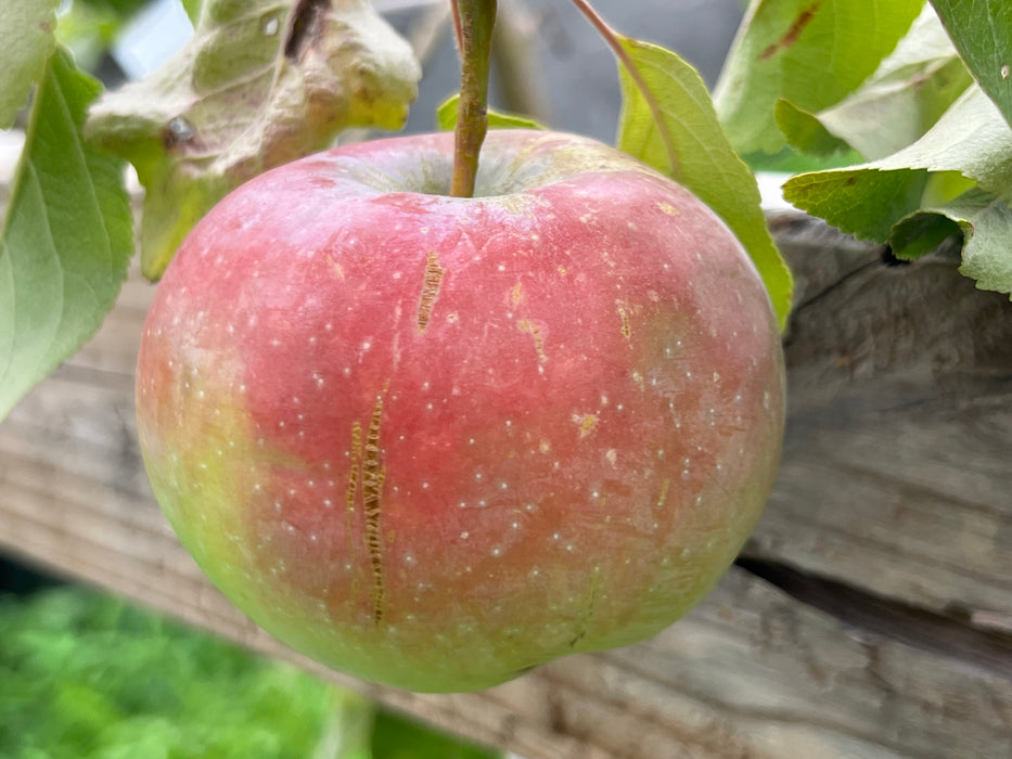 Triumph Apple Tree