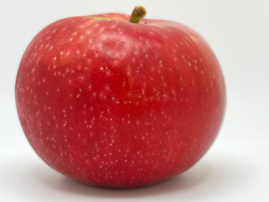 Duchess of Oldenburg Apple Tree