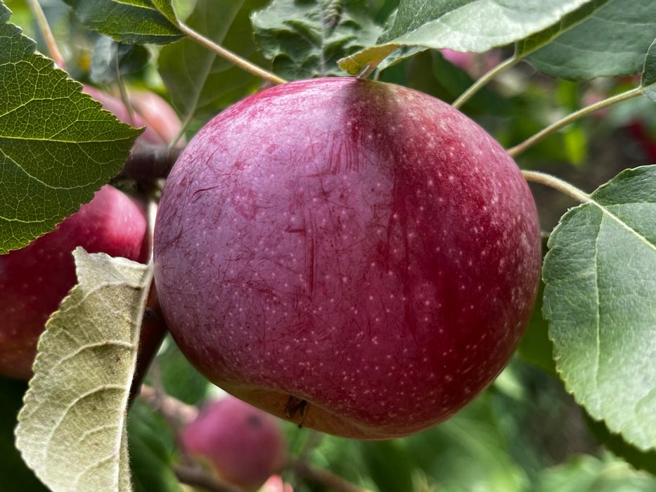 Liberty Apple Trees
