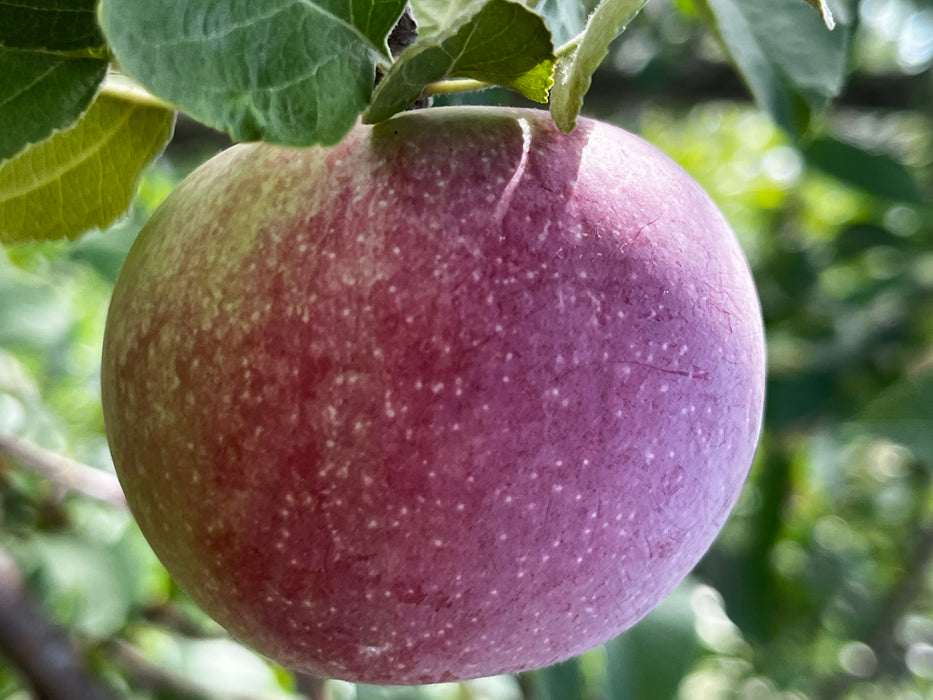 Liberty Apple Trees