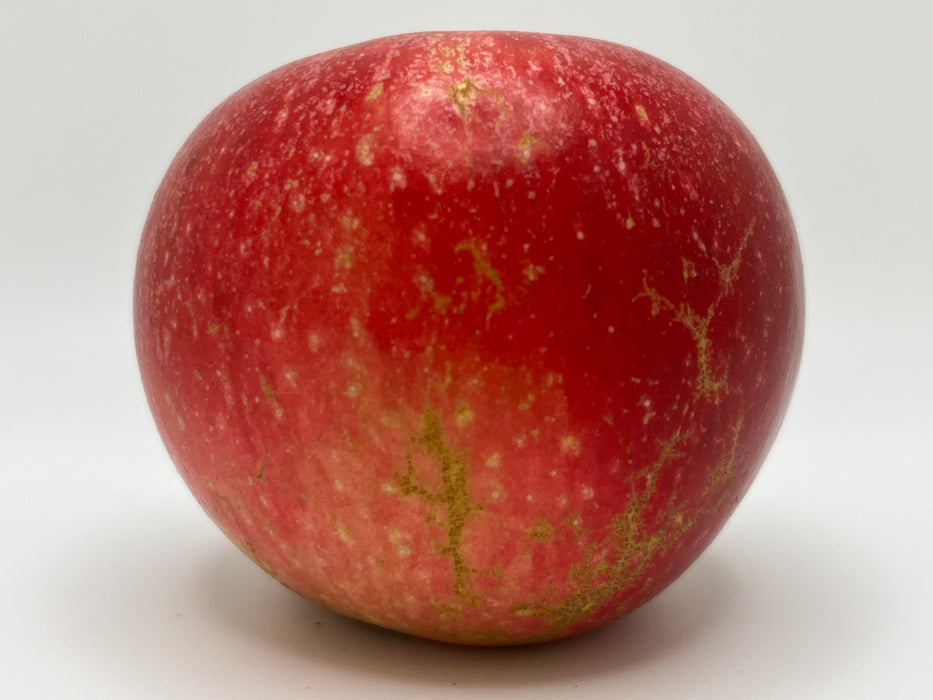 Kickapoo Spice Apple Tree