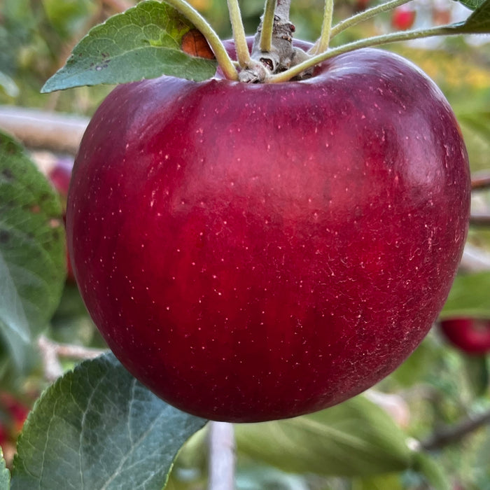 RedFree Apple Scionwood