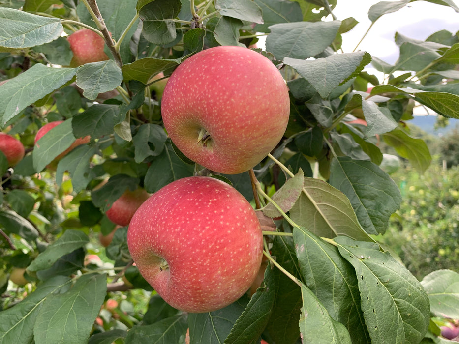 Creston Apple Scionwood