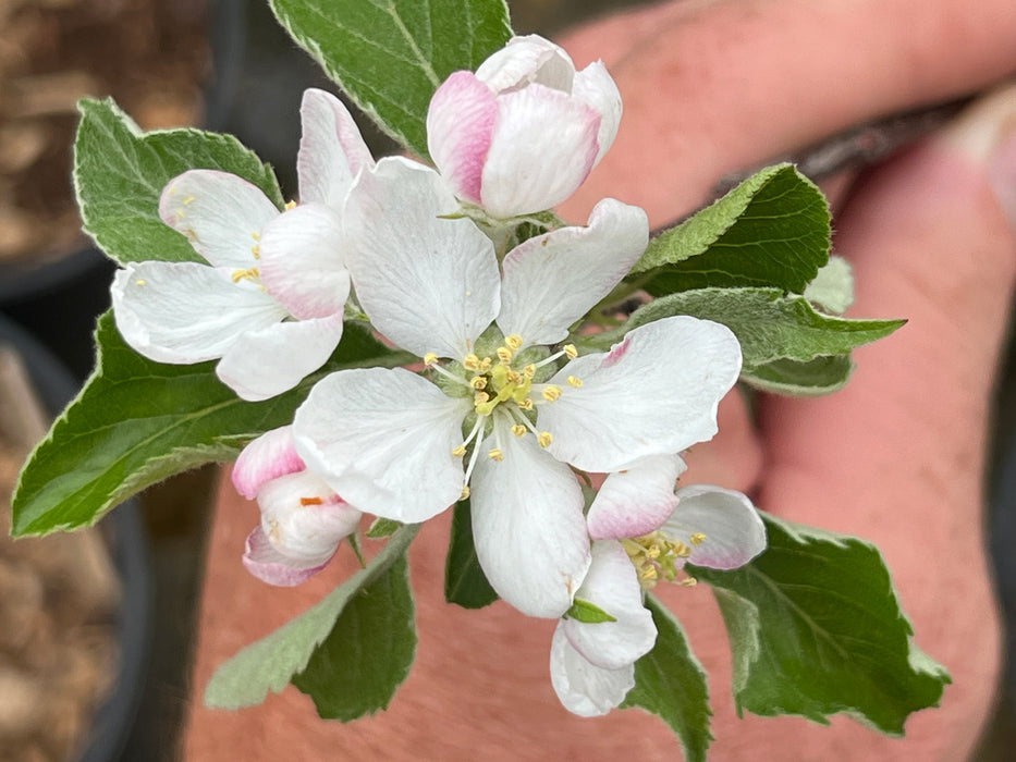 Autumn Crisp Apple Tree